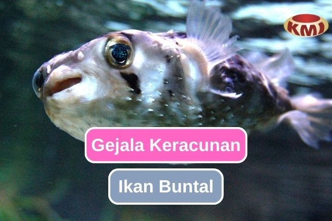 Inilah Gejala Keracunan Ikan Buntal Yang Perlu Diperhatikan